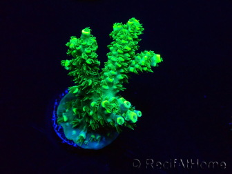 WYSIWYG Acropora 15H11 Mariculture acclimaté led