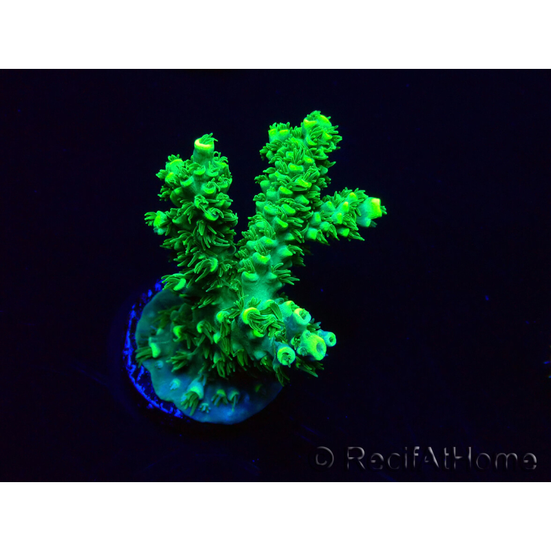 WYSIWYG Acropora 15H11 Mariculture acclimaté led