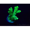 WYSIWYG Acropora 15H11 Mariculture acclimaté led