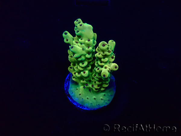 WYSIWYG Acropora Marikultur akklimatisiert LED