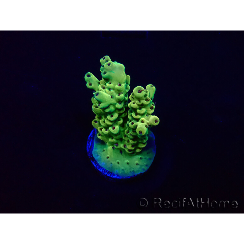 WYSIWYG Acropora Mariculture acclimaté led
