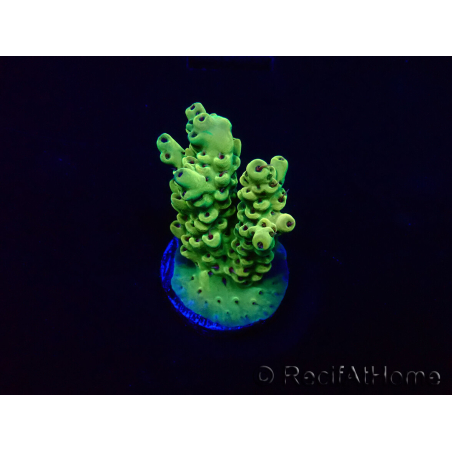 WYSIWYG Acropora Mariculture acclimaté led