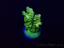 WYSIWYG Acropora Marikultur akklimatisiert LED