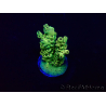 WYSIWYG Acropora 15J7 Mariculture acclimaté led