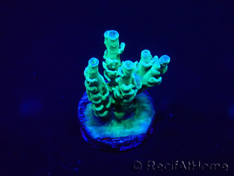 WYSIWYG Acropora 15K11 Mariculture acclimaté led