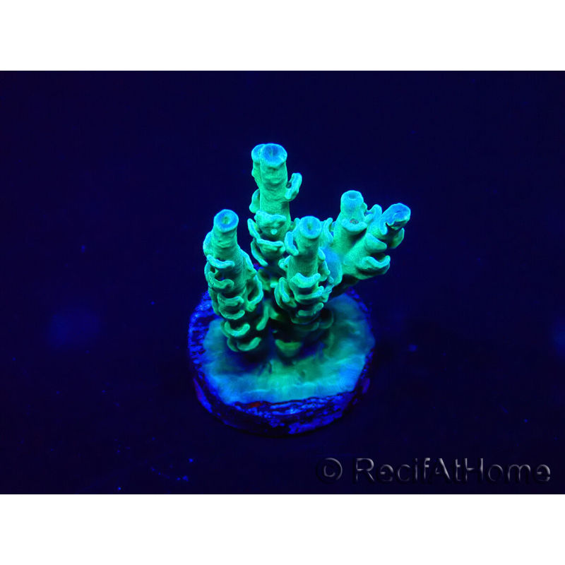 WYSIWYG Acropora 15K11 Mariculture acclimaté led