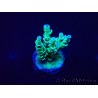 WYSIWYG Acropora 15K11 Mariculture acclimaté led