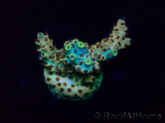 WYSIWYG Acropora Australia acclimatato LED