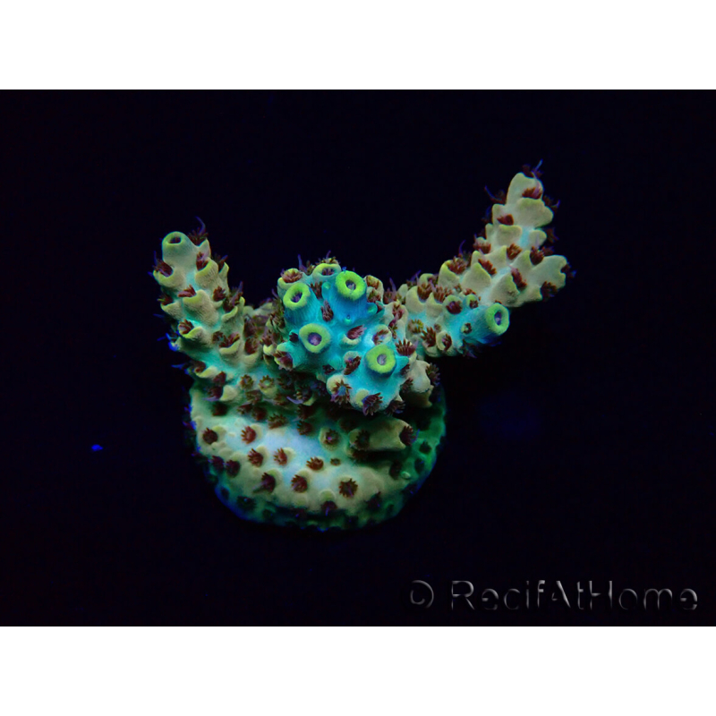 WYSIWYG Acropora Australia acclimatato LED