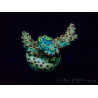 WYSIWYG Acropora Australien akklimatisiert LED