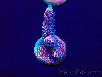 WYSIWYG Acropora acclimaté led