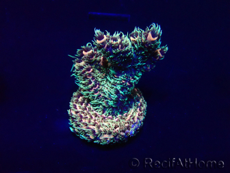 WYSIWYG Acropora Marikultur akklimatisiert LED