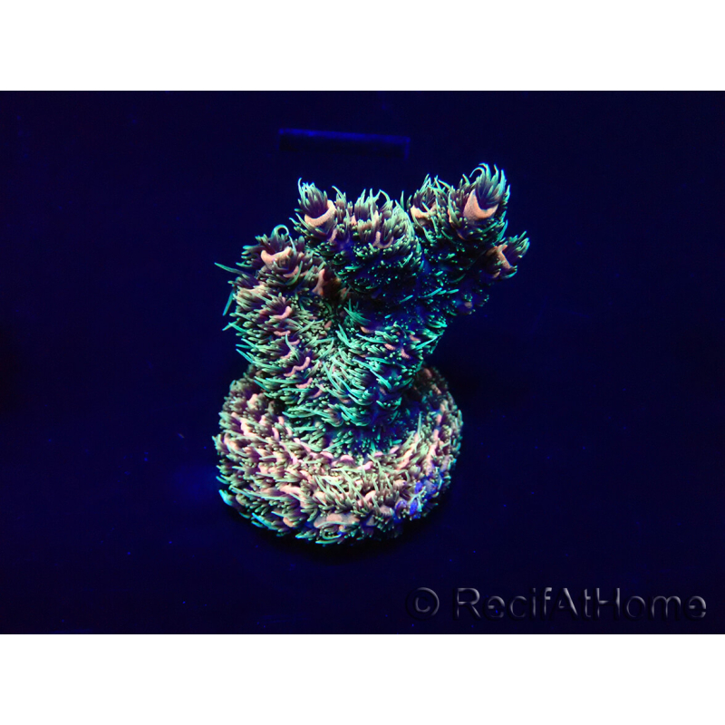 WYSIWYG Acropora millepora 15P7 Mariculture acclimaté led