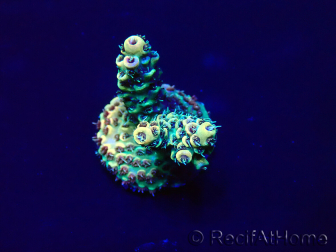 WYSIWYG Acropora Maricoltura acclimatata a LED