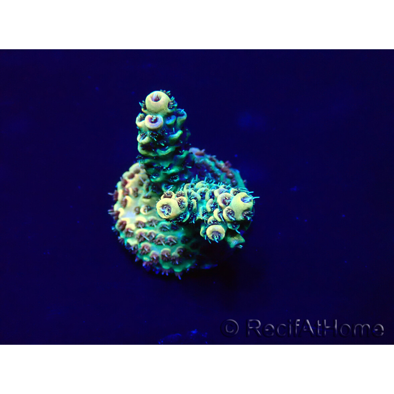 WYSIWYG Acropora Maricultura aclimatada LED