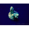 WYSIWYG Acropora Maricultura aclimatada LED