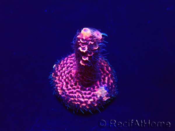 WYSIWYG Acropora Marikultur akklimatisiert LED
