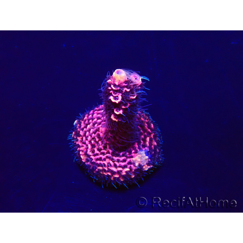 WYSIWYG Acropora 15R5 Mariculture acclimaté led
