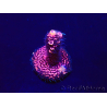WYSIWYG Acropora 15R5 Mariculture acclimaté led
