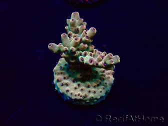 WYSIWYG Acropora Marikultur akklimatisiert LED