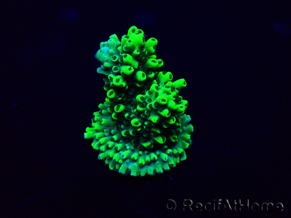 WYSIWYG Acropora Marikultur akklimatisiert LED