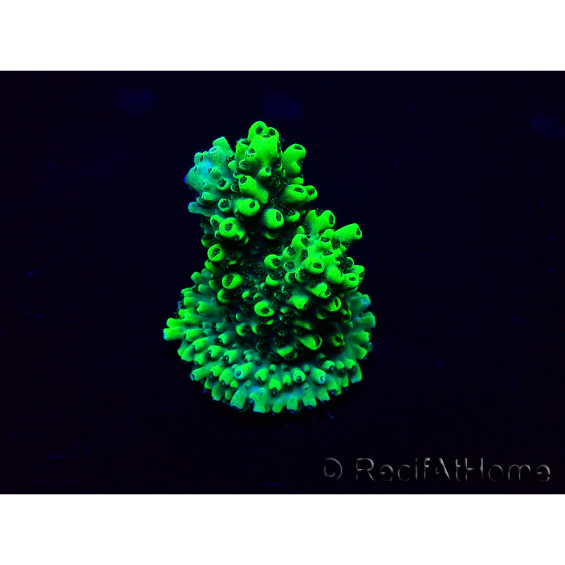 WYSIWYG Acropora Maricultura aclimatada LED