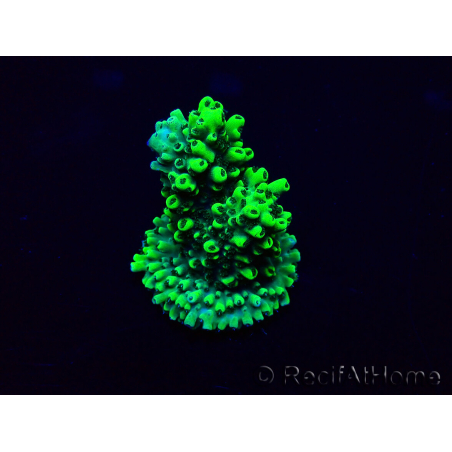 WYSIWYG Acropora Maricoltura acclimatata a LED