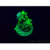 WYSIWYG Acropora Maricultura aclimatada LED