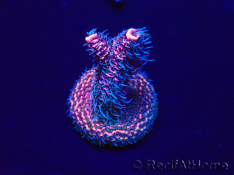 WYSIWYG Acropora Maricultuur geacclimatiseerd LED