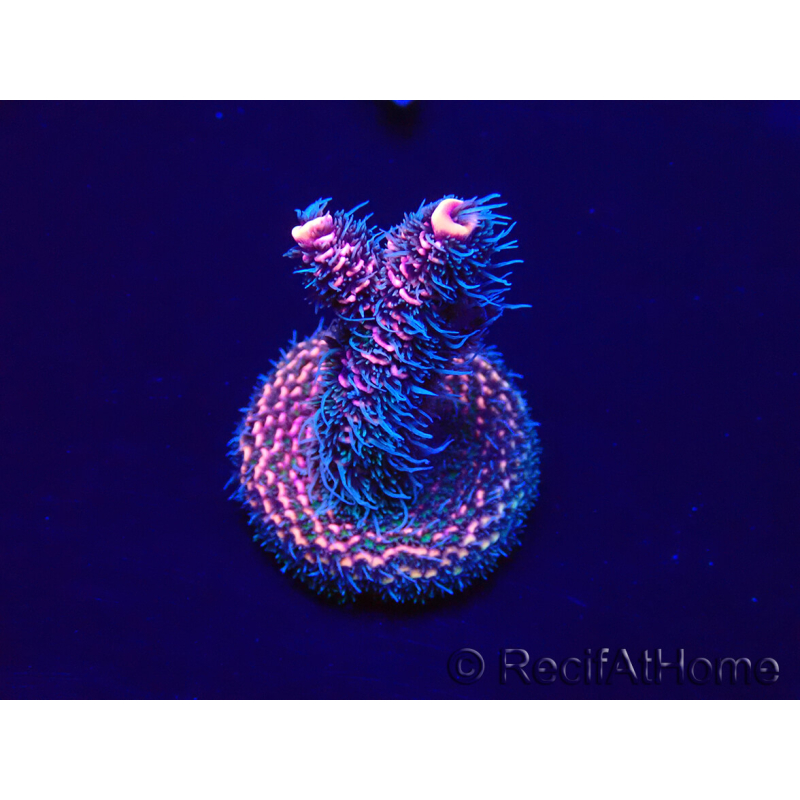 WYSIWYG Acropora Mariculture acclimated LED