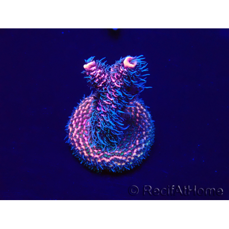 WYSIWYG Acropora Marikultur akklimatisiert LED