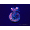 WYSIWYG Acropora Mariculture acclimated LED