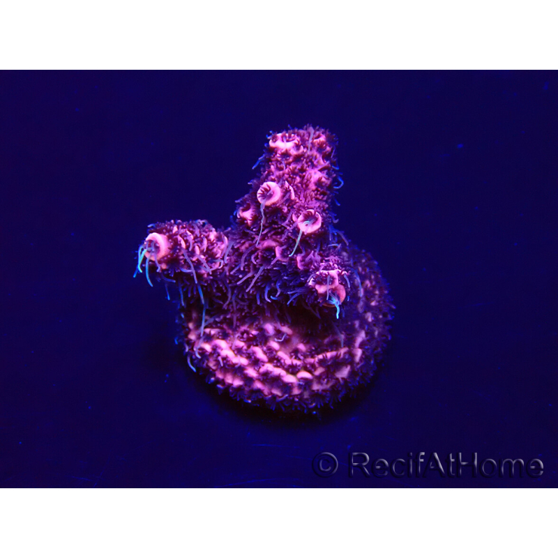 WYSIWYG Acropora Maricoltura acclimatata a LED