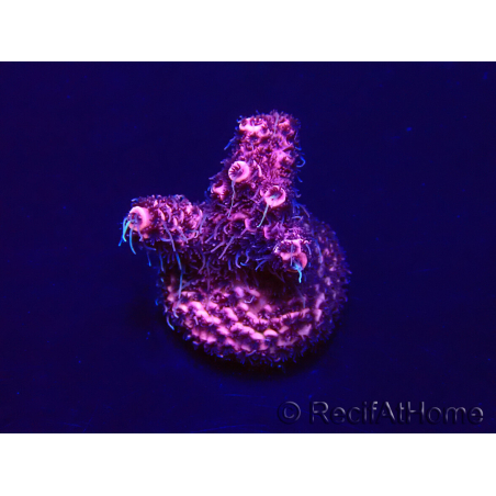 WYSIWYG Acropora Maricoltura acclimatata a LED