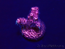 WYSIWYG Acropora Maricultura aclimatada LED