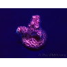 WYSIWYG Acropora Maricultura aclimatada LED