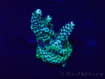 WYSIWYG Acropora Maricultura aclimatada LED