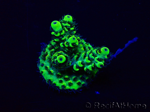 WYSIWYG Acropora Maricoltura acclimatata a LED