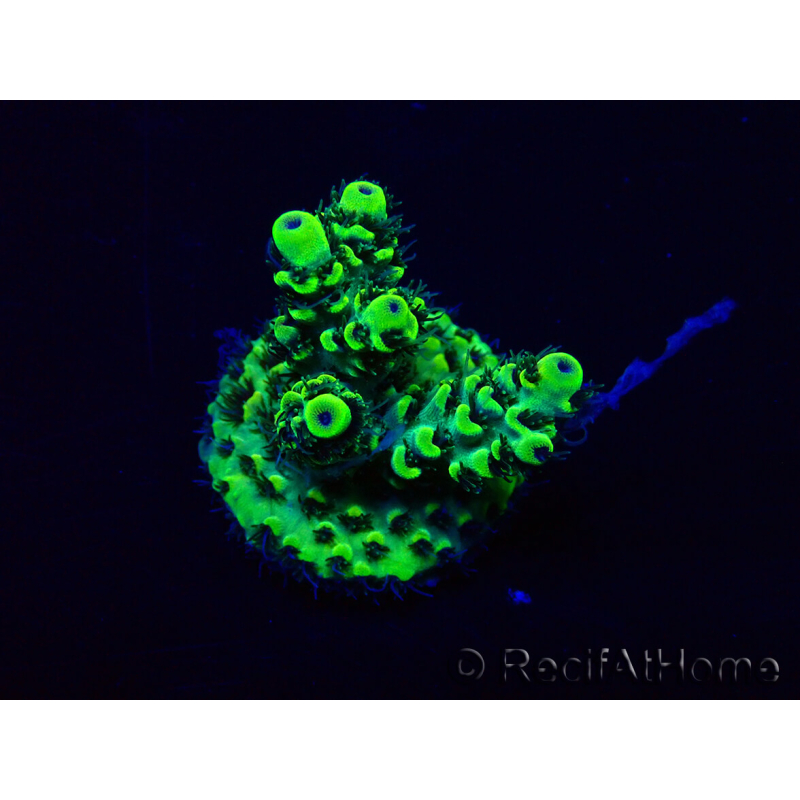 WYSIWYG Acropora Mariculture acclimated LED