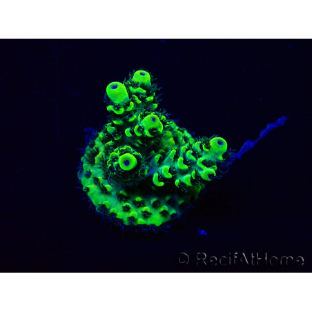 WYSIWYG Acropora Marikultur akklimatisiert LED