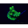 WYSIWYG Acropora Maricultura aclimatada LED