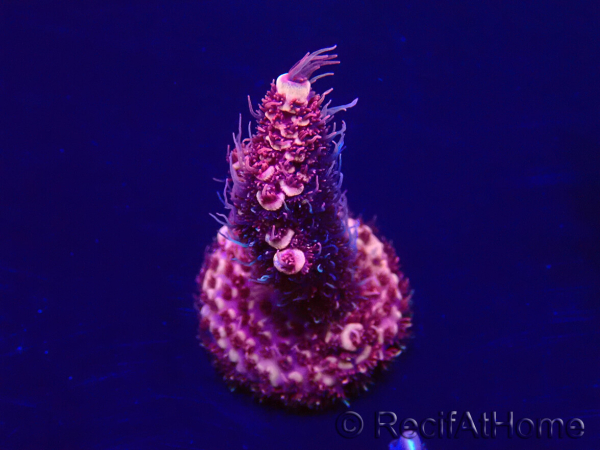 WYSIWYG Acropora Maricoltura acclimatata a LED