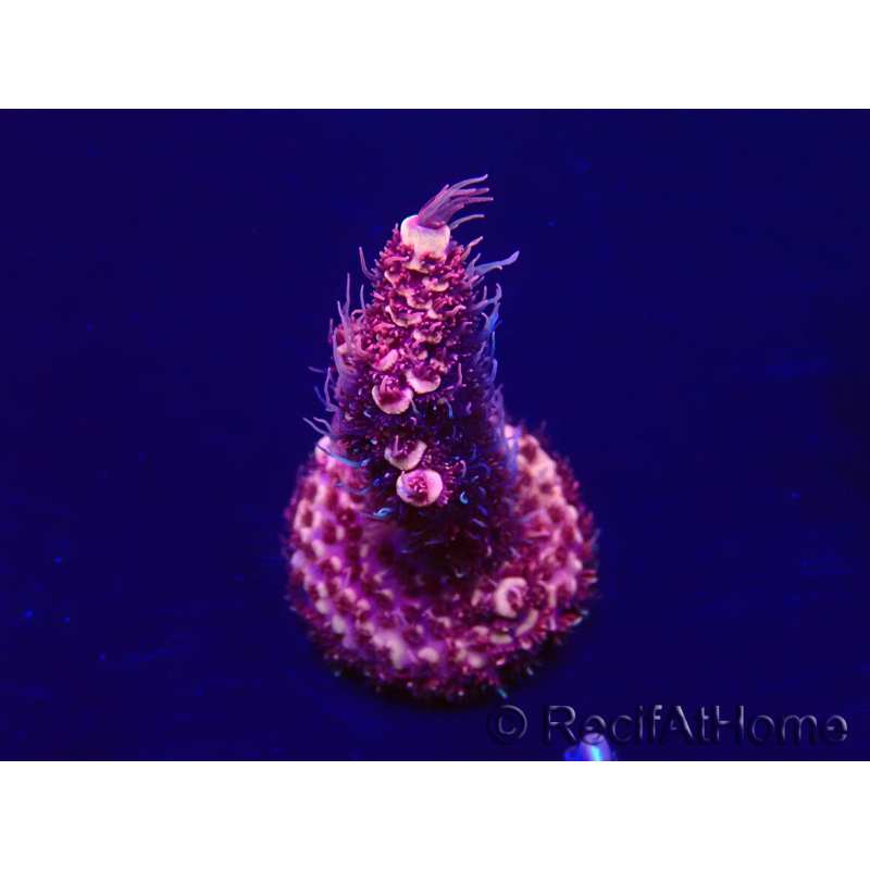 WYSIWYG Acropora Mariculture acclimated LED