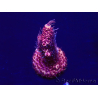 WYSIWYG Acropora Mariculture acclimated LED