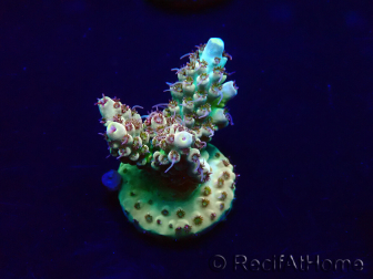 WYSIWYG Acropora Maricultura aclimatada LED