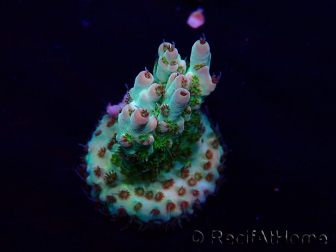 WYSIWYG Acropora Mariculture acclimaté led