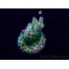 WYSIWYG Acropora 15B6 Mariculture acclimaté led