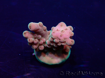 WYSIWYG Acropora Mariculture acclimated LED