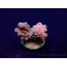 WYSIWYG Acropora Mariculture acclimated LED