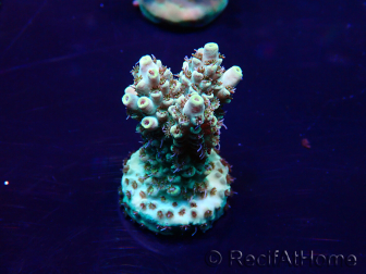 WYSIWYG Acropora Maricultura aclimatada LED